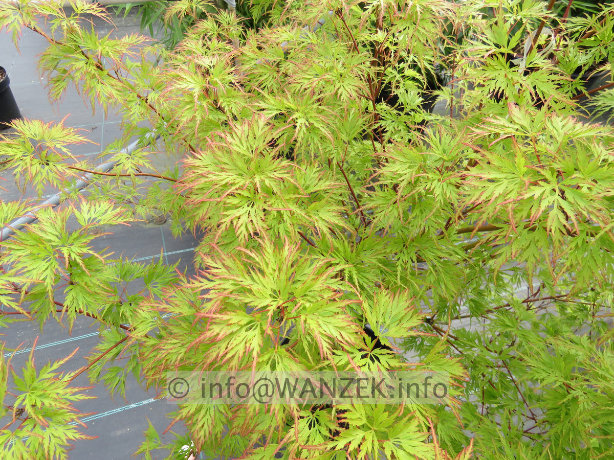 Acer palmatum Seiryu - Blaetter nah.JPG